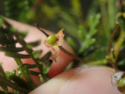 Image of Dodonaea inaequifolia Turcz.