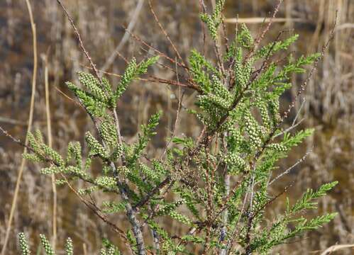 Image of Tamarix boveana Bunge