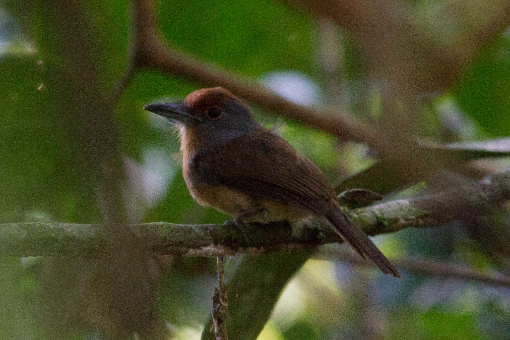 Image of Gray-cheeked Nunlet