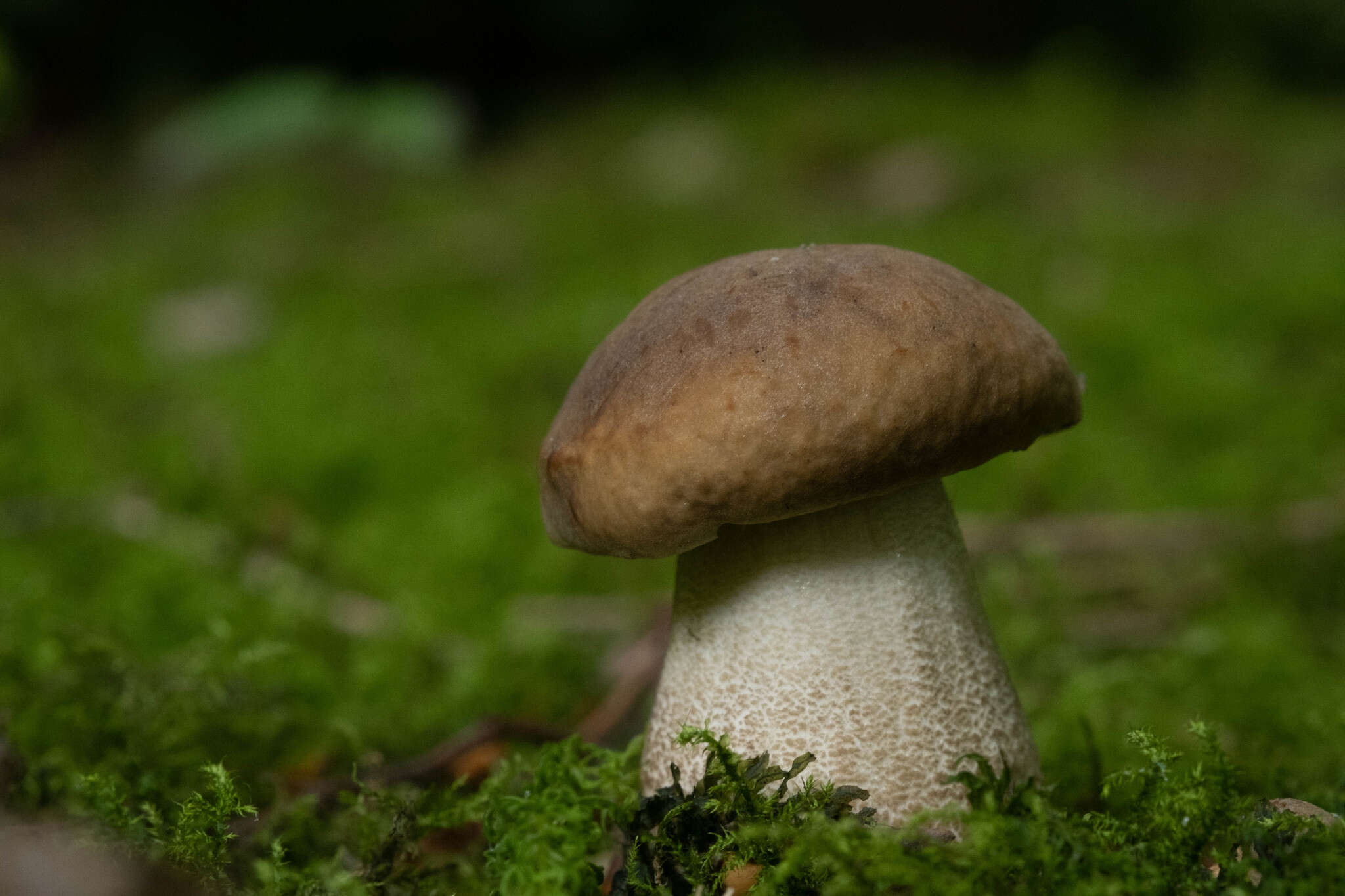 Image of Leccinellum pseudoscabrum (Kallenb.) Mikšík 2017