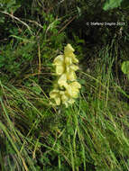 Imagem de Aconitum anthora L.