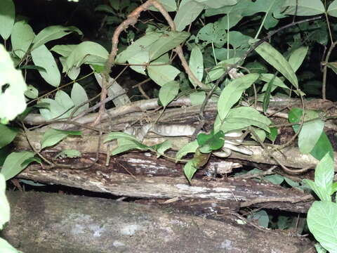 Image of Ringed Tree Boa