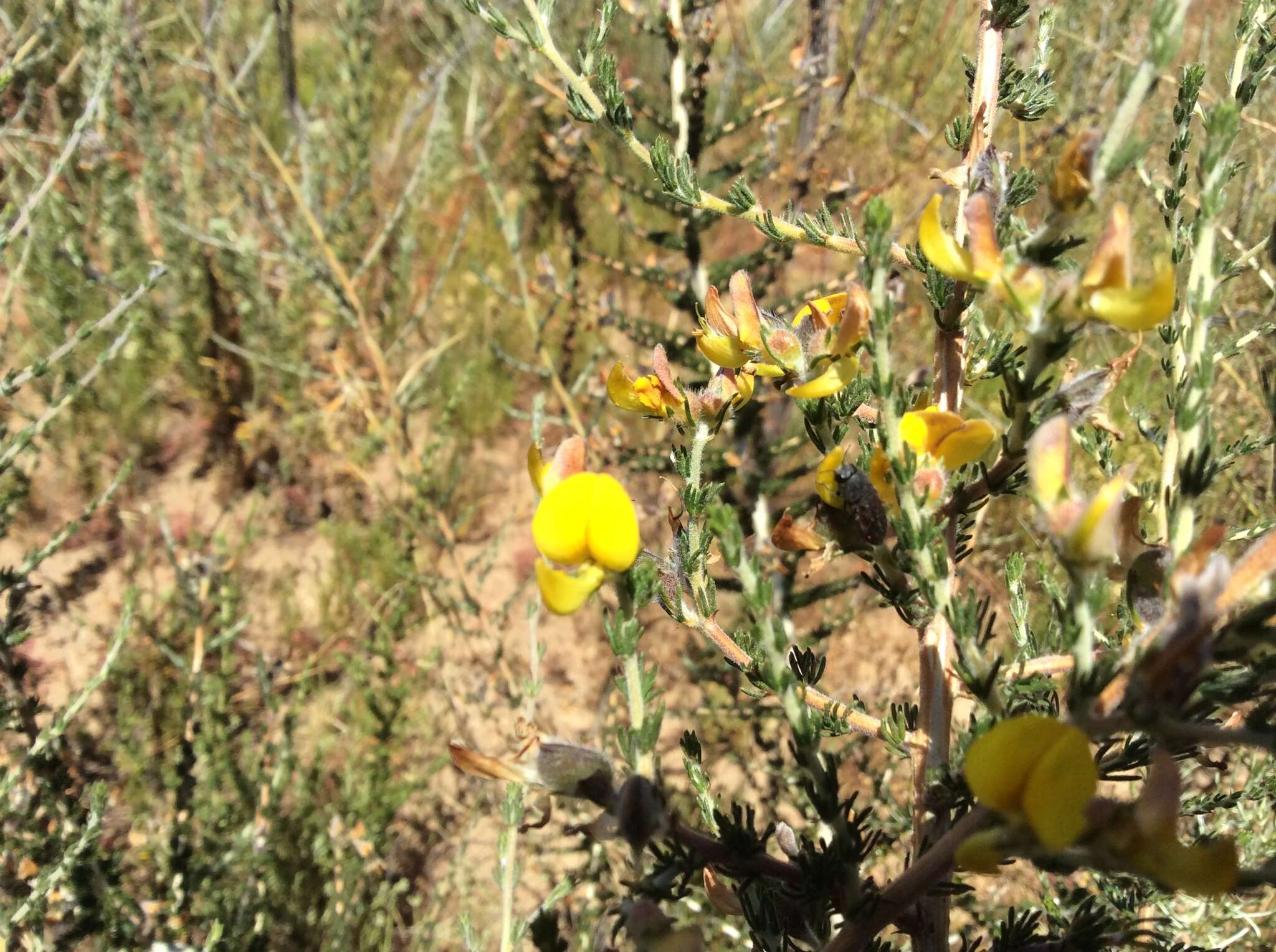 Image of Aspalathus desertorum Bolus