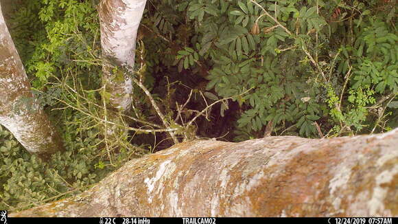 Image of Alouatta palliata aequatorialis (Festa 1903)