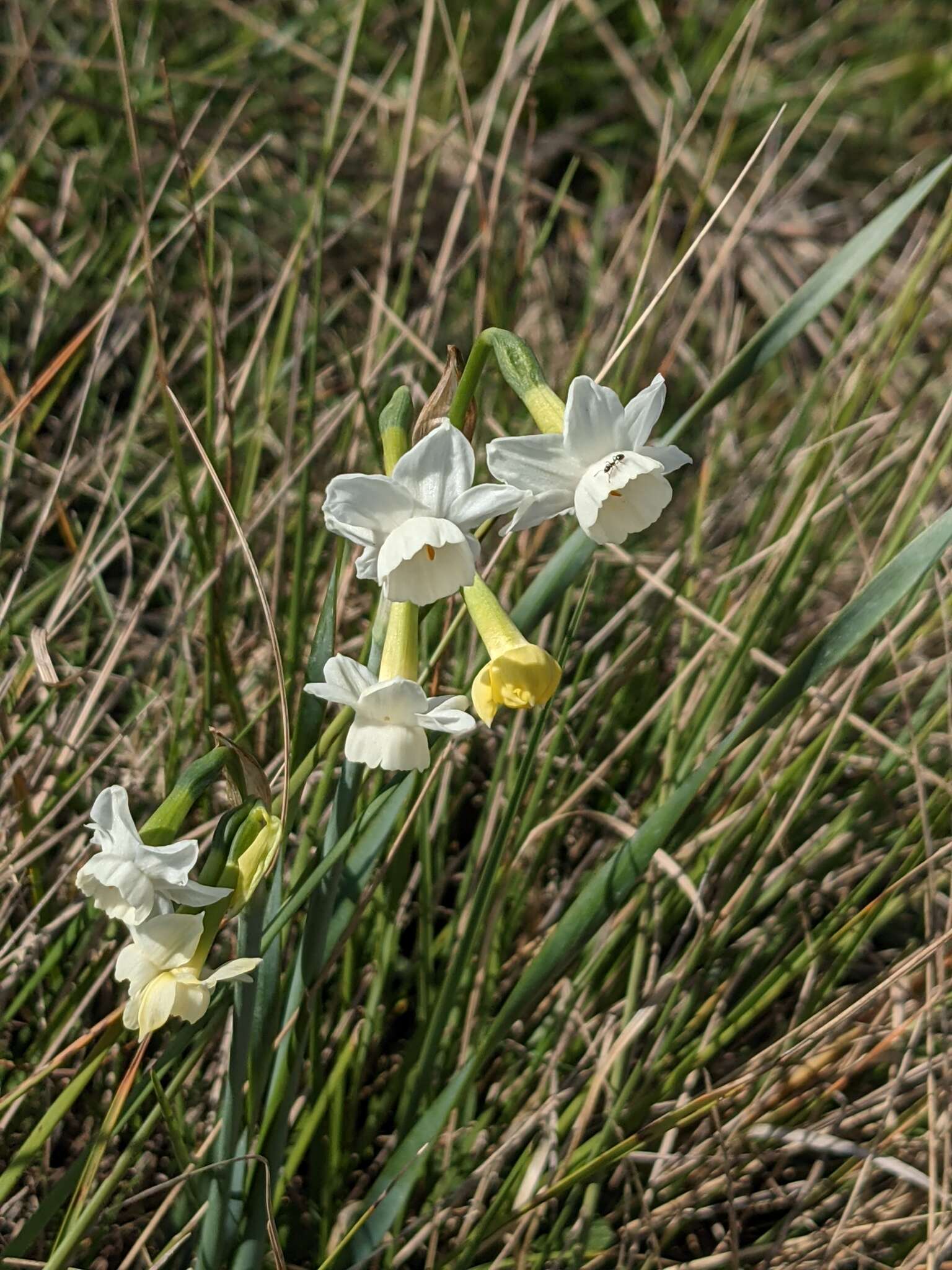 Image of Narcissus dubius Gouan