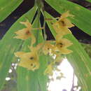 Image of Cycnoches warszewiczii Rchb. fil.