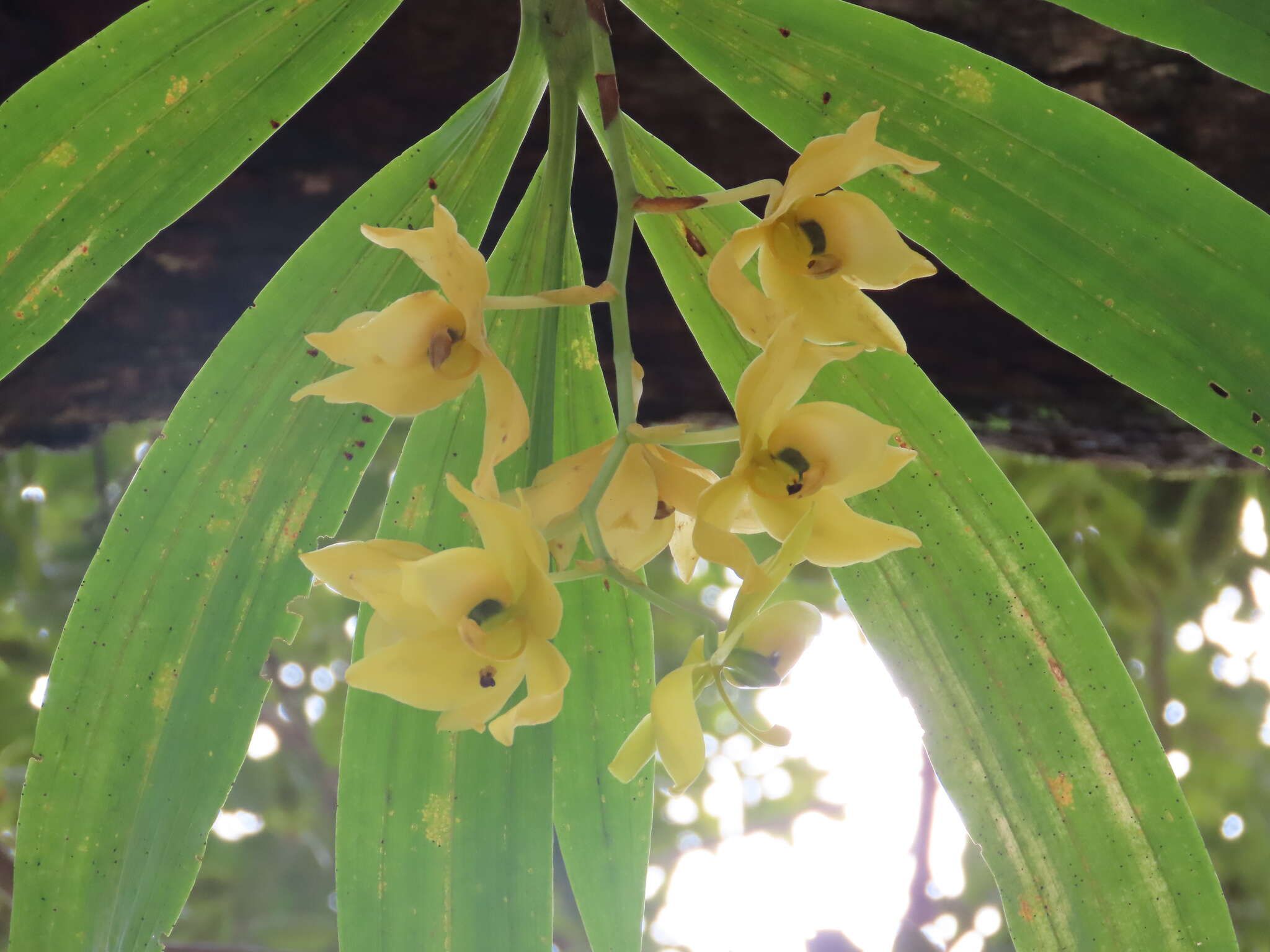 Cycnoches warszewiczii Rchb. fil.的圖片