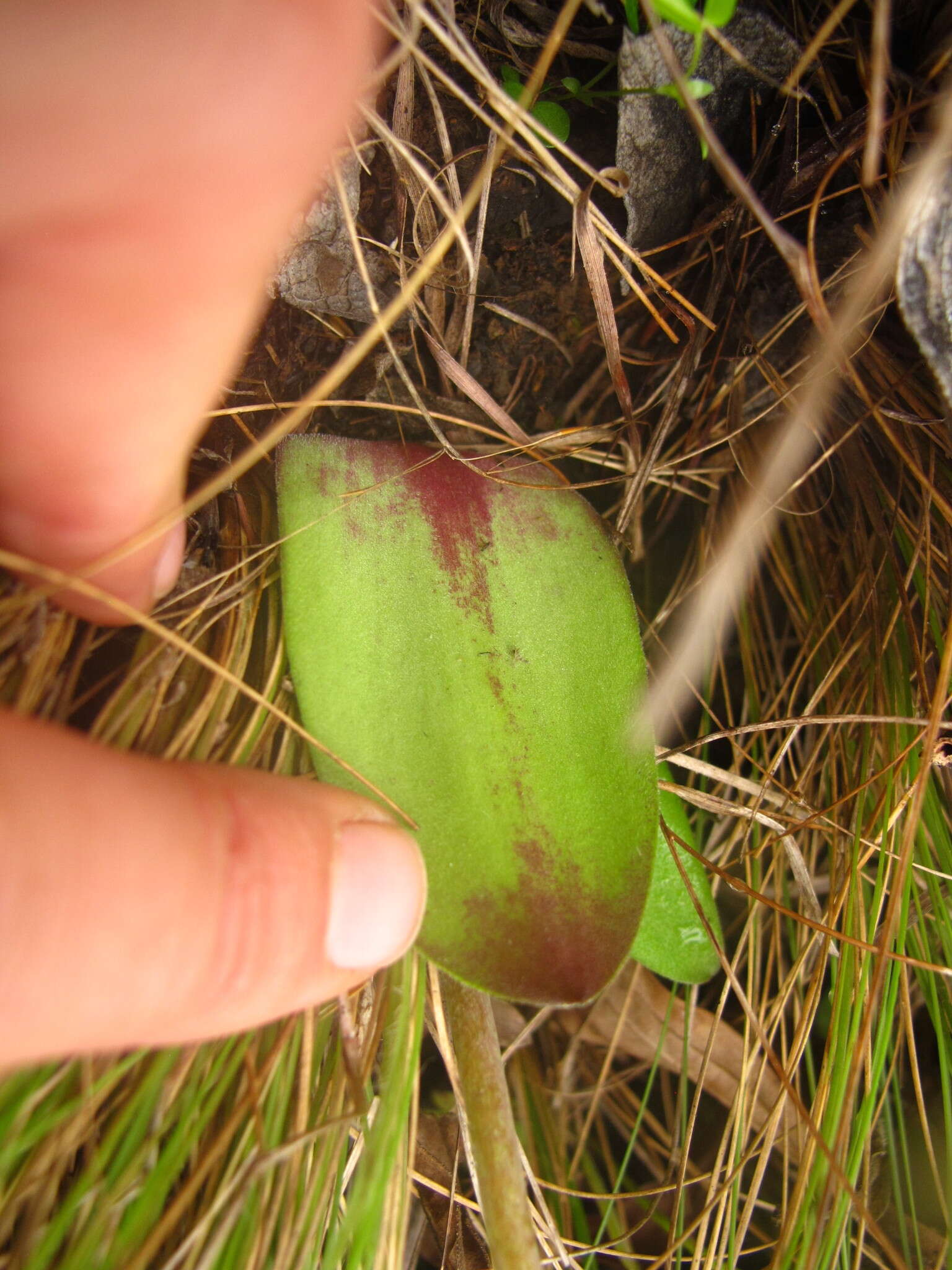 Image de Resnova pilosa van der Merwe