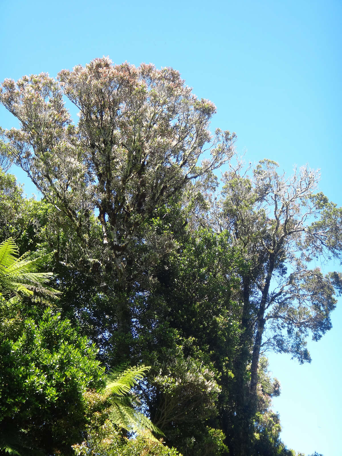 Sivun Pterophylla racemosa (L. fil.) Pillon & H. C. Hopkins kuva