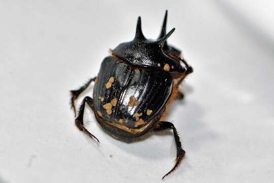 Sivun Onthophagus ferox Harold 1867 kuva