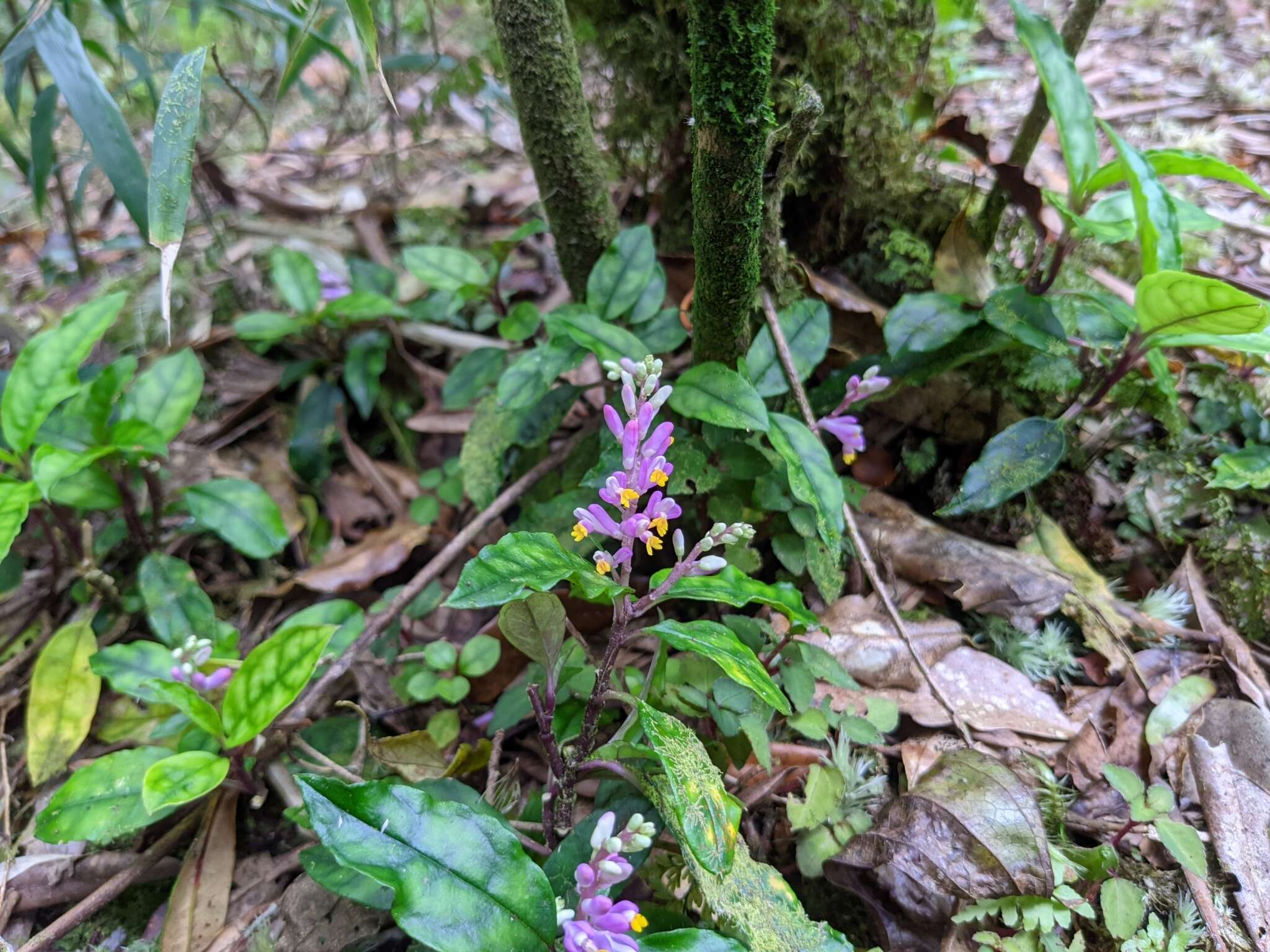 Image of Polygala arcuata Hayata