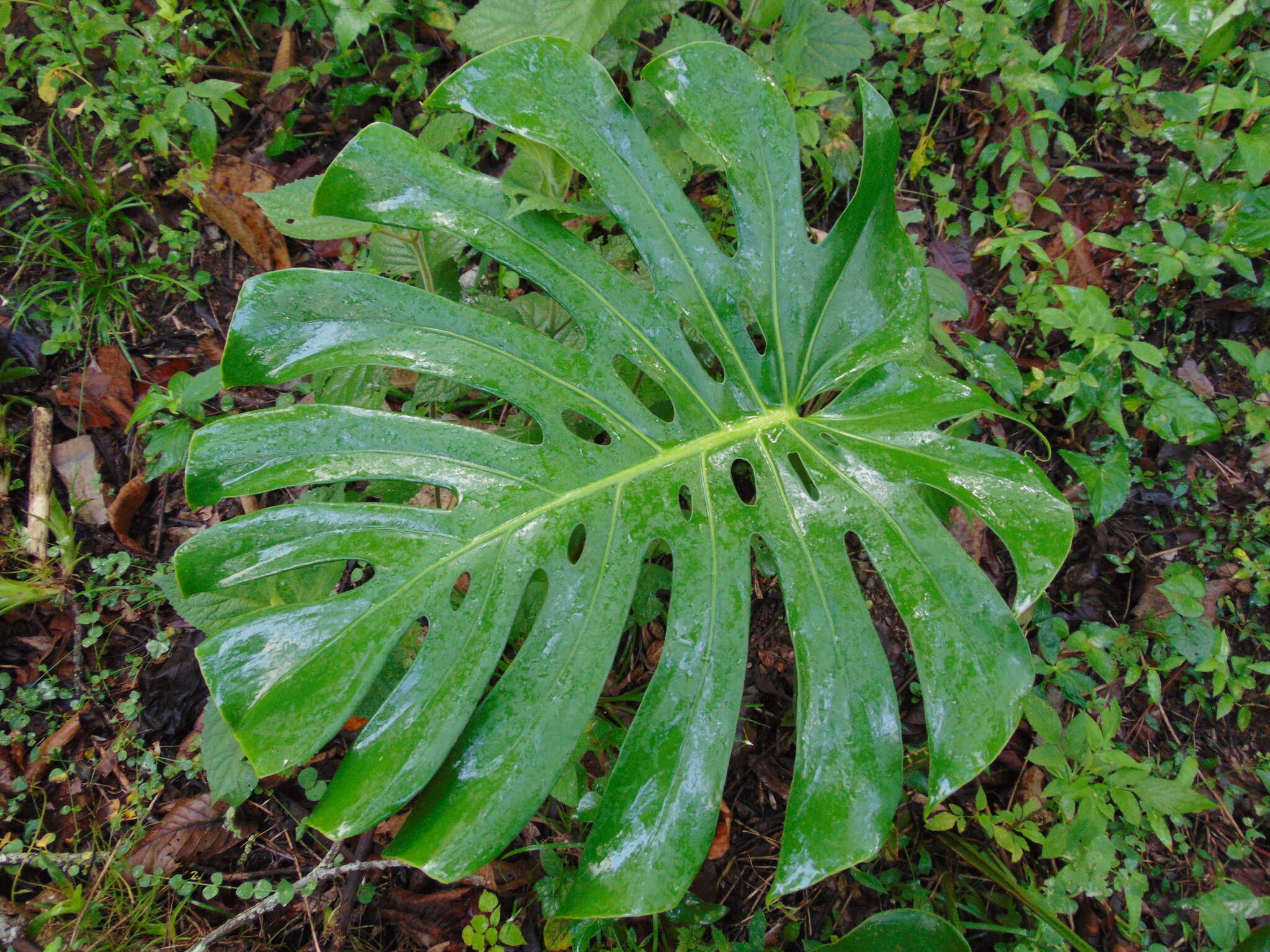 Image of Monstera deliciosa Liebm.