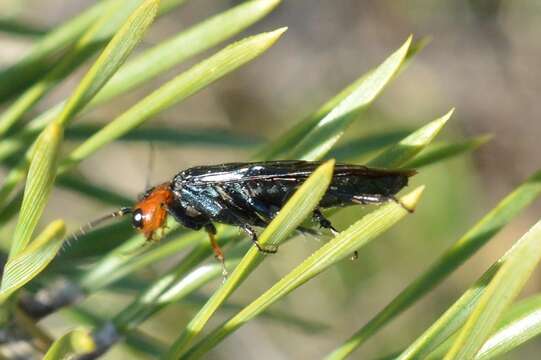 Imagem de Acantholyda erythrocephala (Linnaeus)