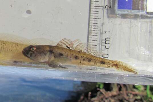 Image of Canestrini&#39;s Goby