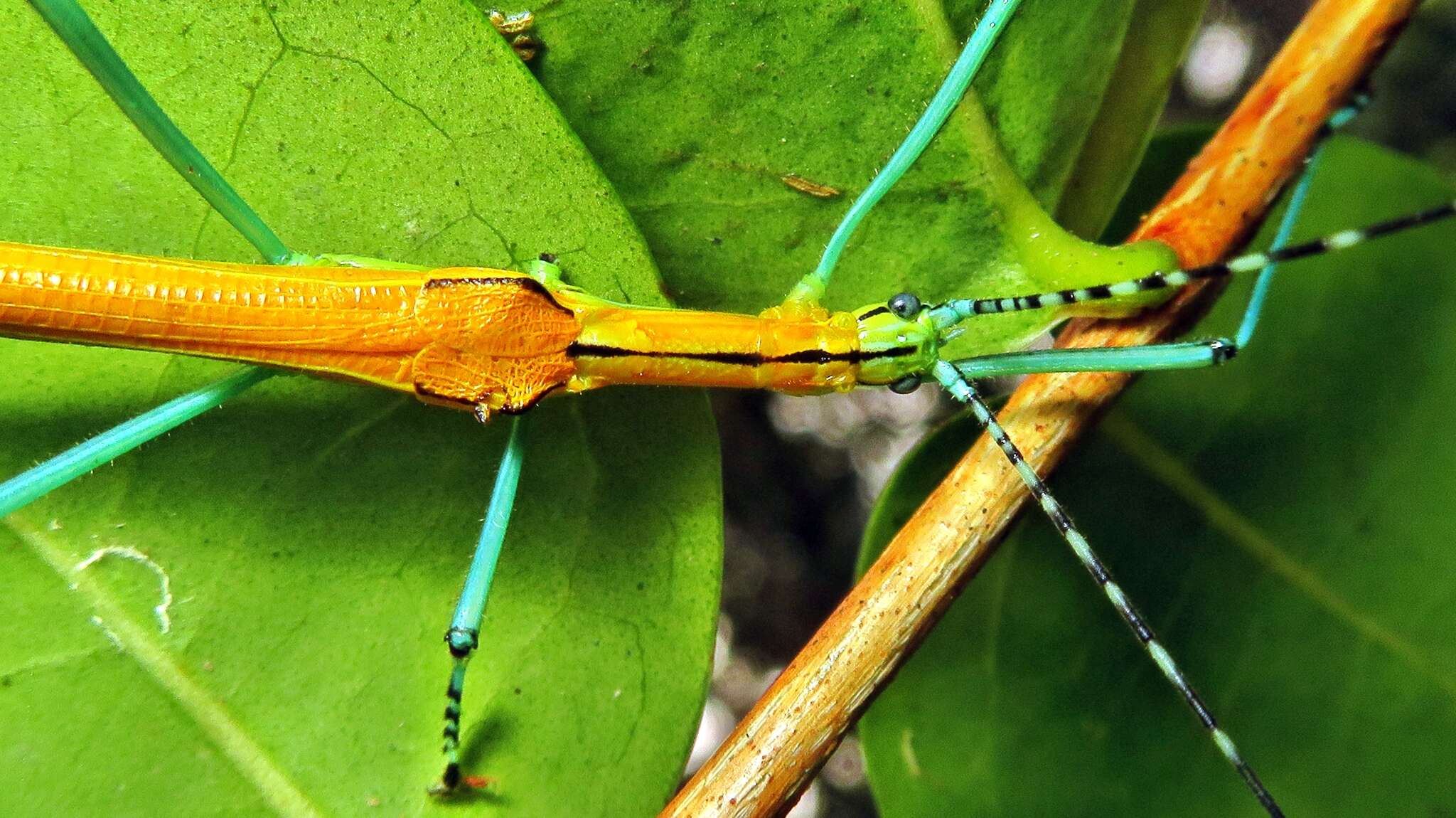 Image of Tithonophasma tithonus (Gray & G. R. 1835)