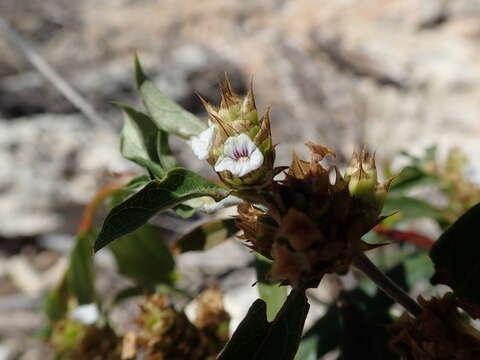 Imagem de Neuracanthus umbraticus S. Bidgood & R. K. Brummitt