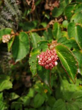 Image of Begonia meridensis A. DC.