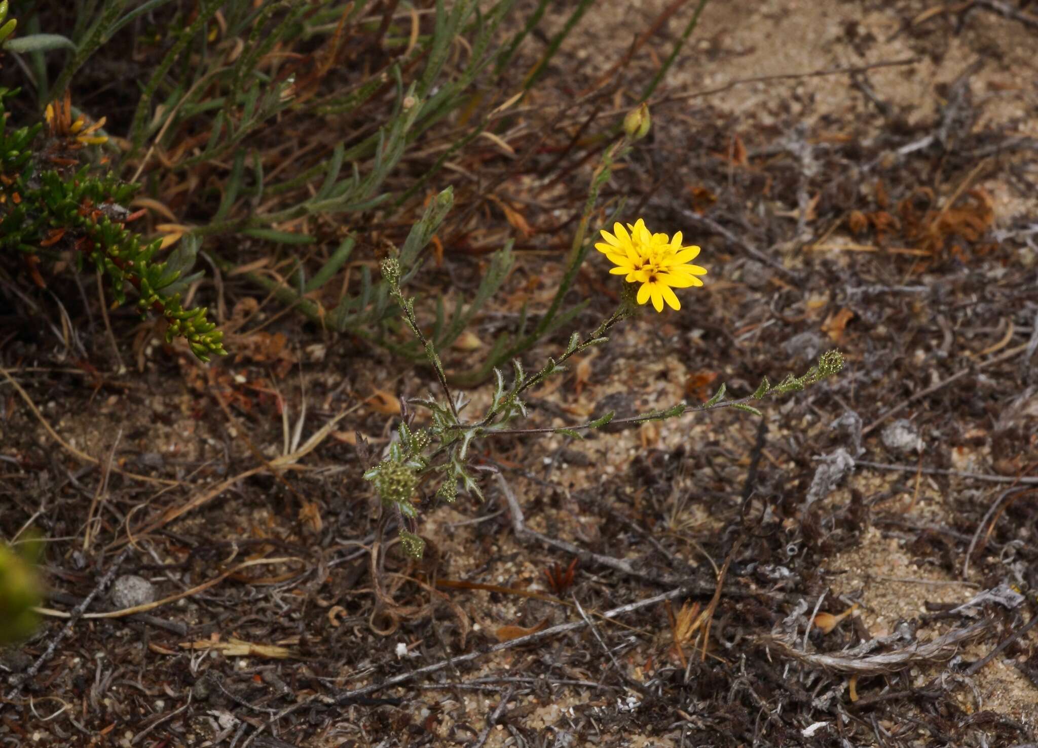 Plancia ëd Lessingia pectinata Greene