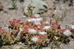 Image of common iceplant