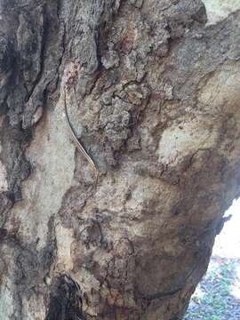 Image of Cream-striped Shinning-skink