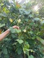 Image de Aristolochia ringens Vahl