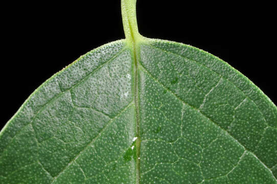 Image of Deutzia pulchra S. Vidal