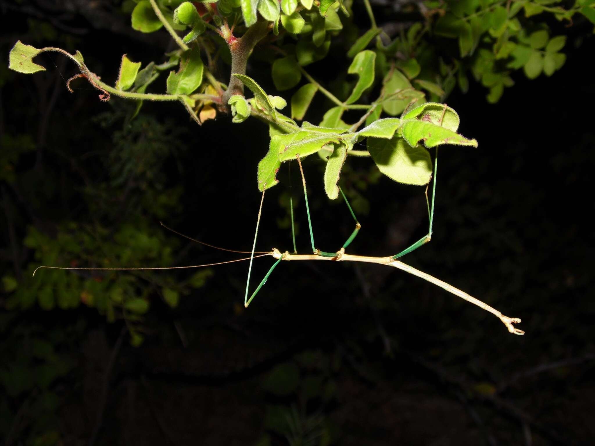 Image of Diapheromera (Diapheromera) kevani Vickery 1997