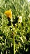 Image of moist sowthistle