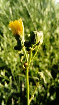 Plancia ëd Sonchus arvensis subsp. uliginosus (M. Bieb.) Nym.