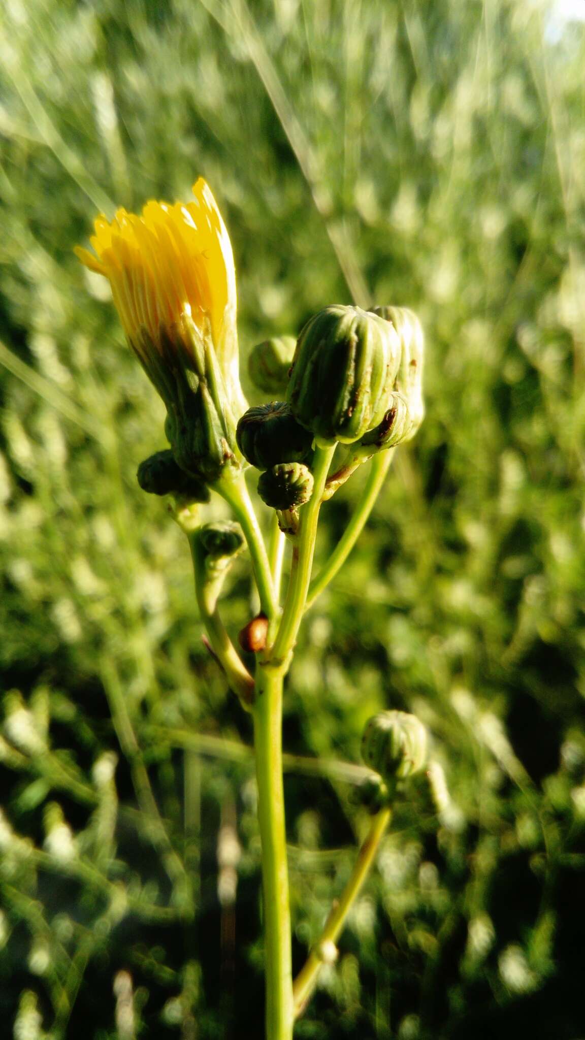 Image of moist sowthistle