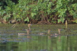 Image of Lesser Whistling Duck