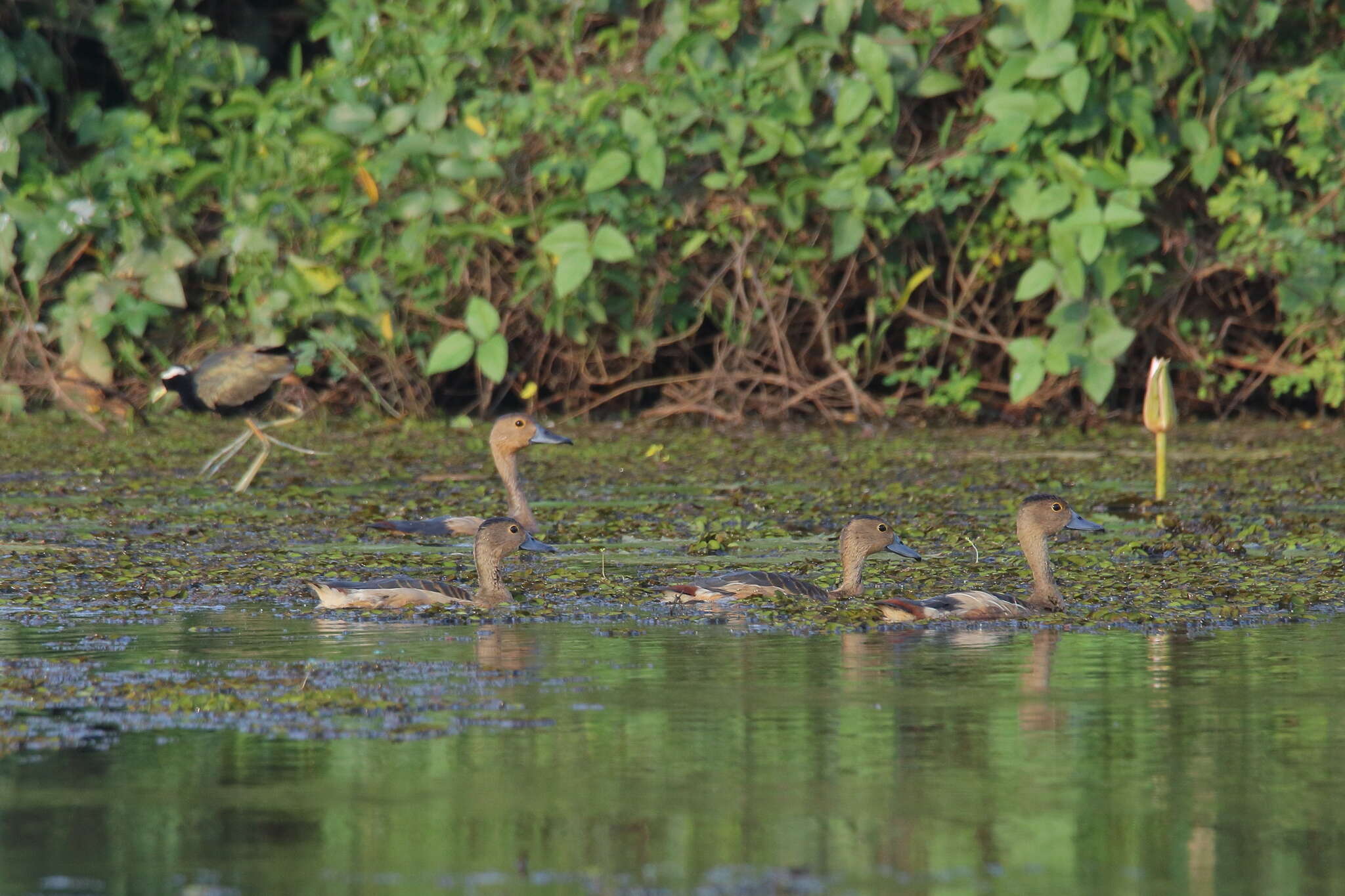 Image of Lesser Whistling Duck