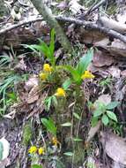 Image of Sweet scented Lycaste