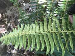 Image of narrowleaf swordfern