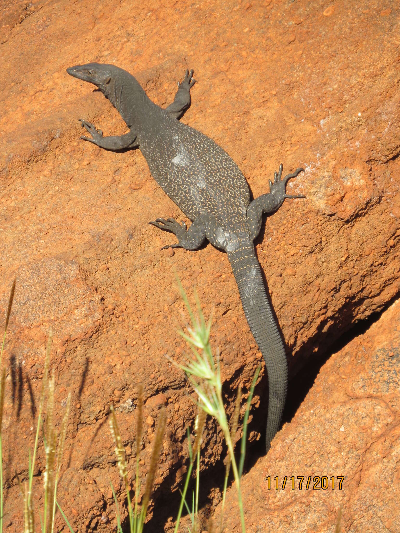 Image of Arid monitor