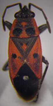 صورة Melanocoryphus tristrami (Douglas, J. W. & J. Scott 1868)