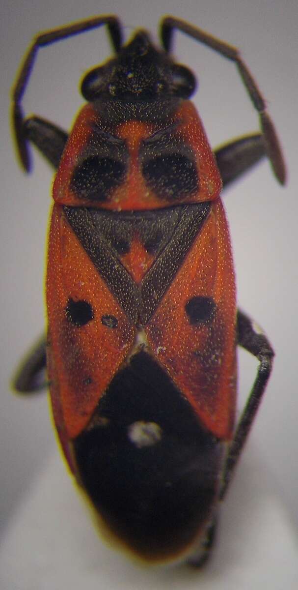 صورة Melanocoryphus tristrami (Douglas, J. W. & J. Scott 1868)