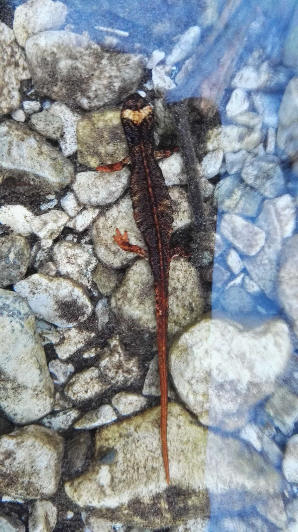 Image of Spectacled Salamander