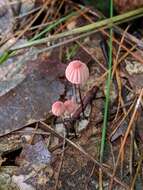 Image of Marasmius pulcherripes Peck 1872