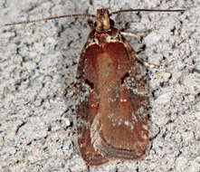 Image of Agonopterix lythrella Walsingham 1889