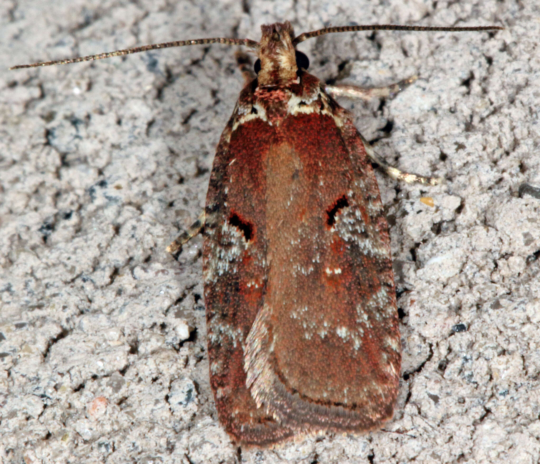 Image of Agonopterix lythrella Walsingham 1889