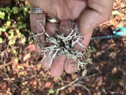 Image of Herre's ragged lichen