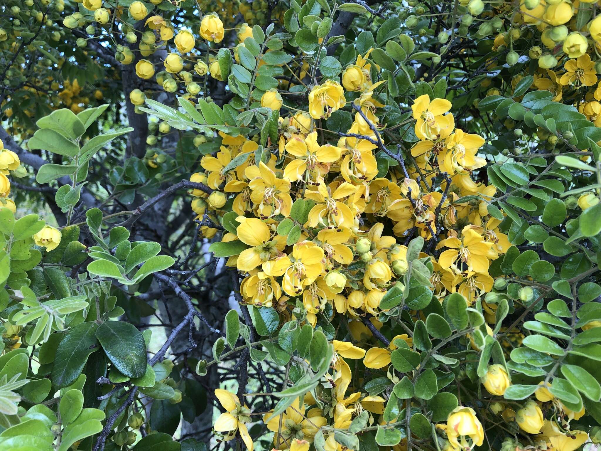 Image of Cassia tomentella (Benth.) Domin