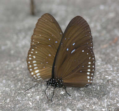 صورة Euploea sylvester harrisii Felder, C., Felder & R. 1865