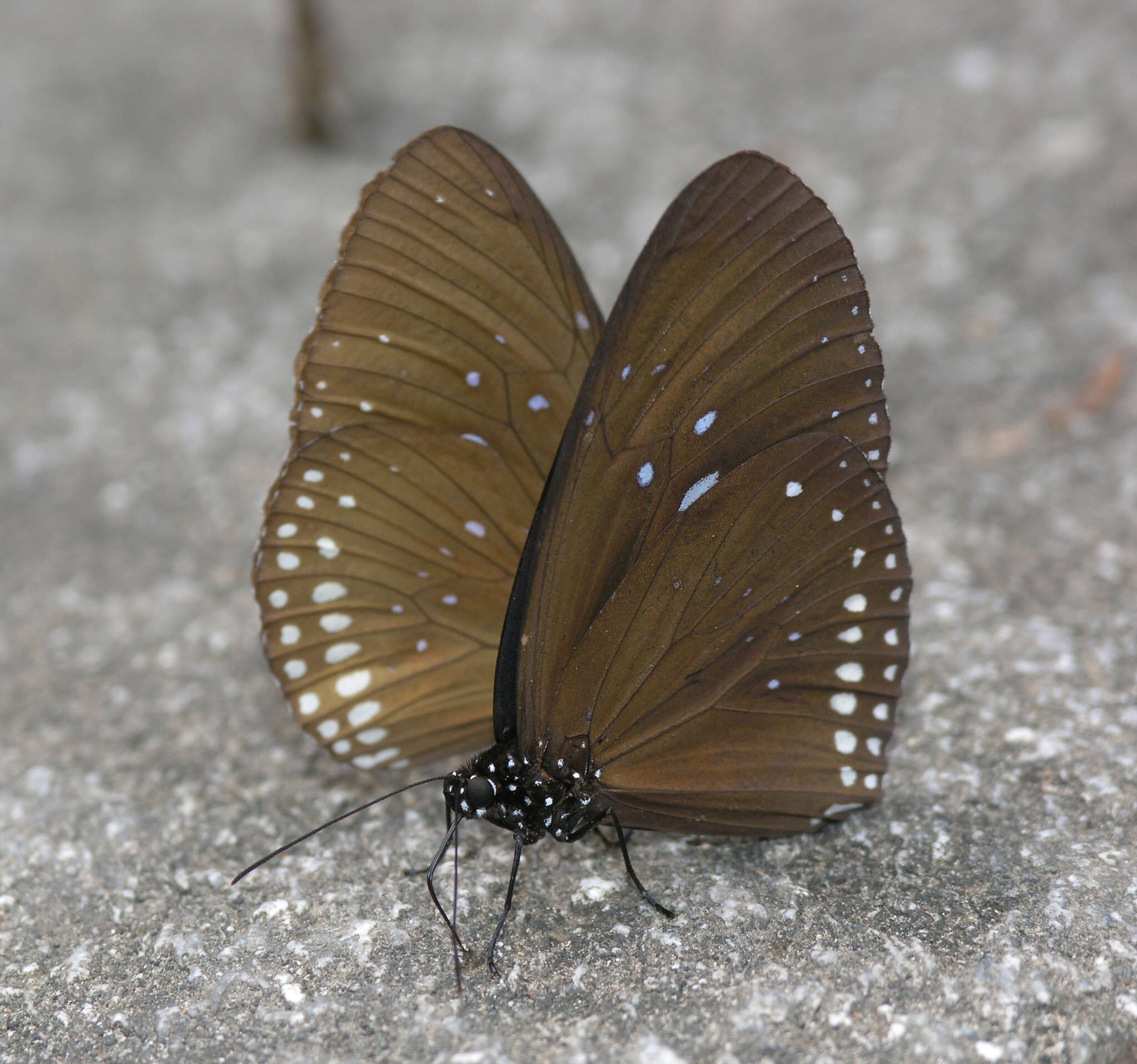 Image of Euploea sylvester harrisii Felder, C., Felder & R. 1865