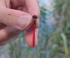 Image of Sympetrum tibiale (Ris 1897)