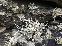 Image of Ramalina cuspidata (Ach.) Nyl.