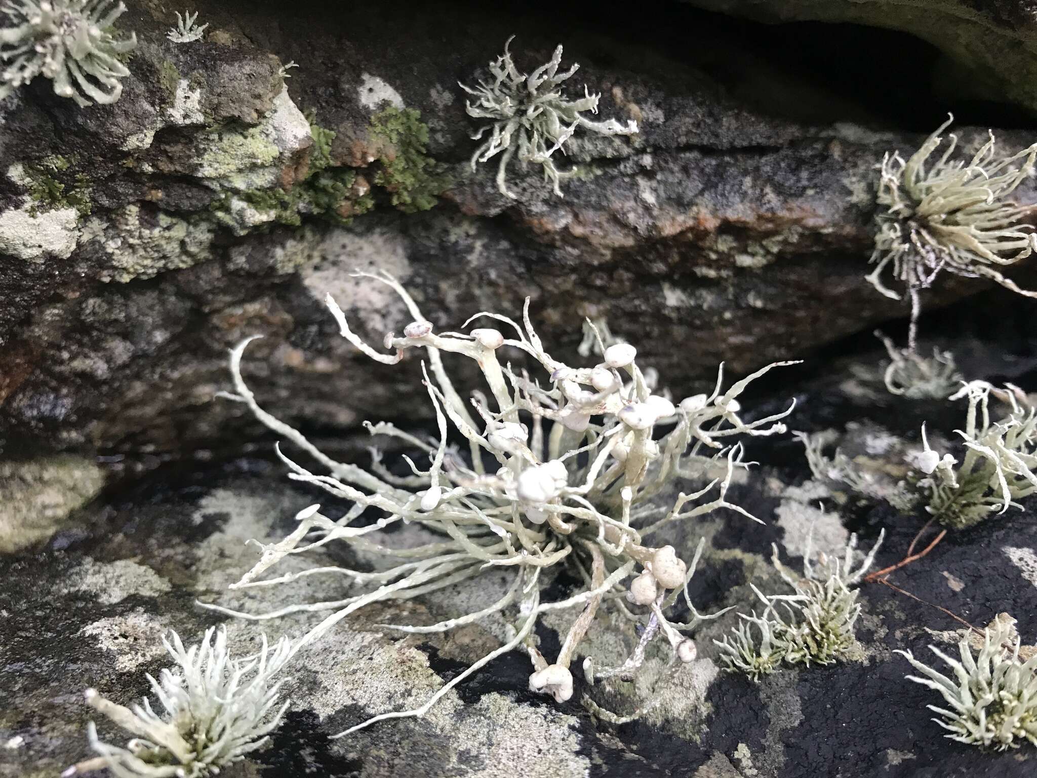 Imagem de Ramalina cuspidata (Ach.) Nyl.