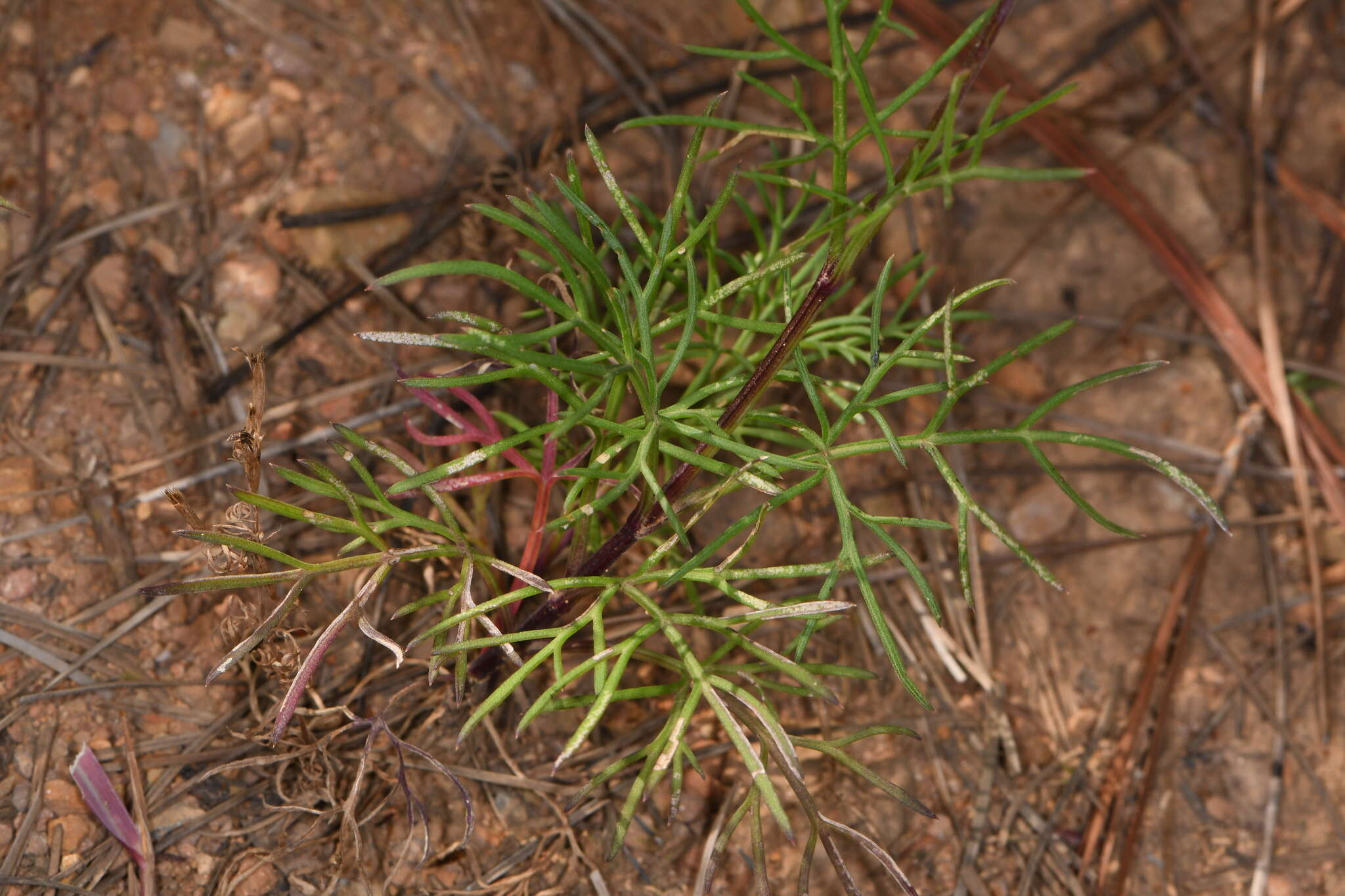 Imagem de Bidens pringlei Greenm.