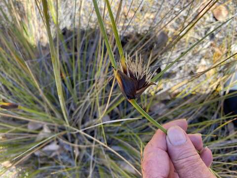 Image of Mesomelaena tetragona (R. Br.) Benth.